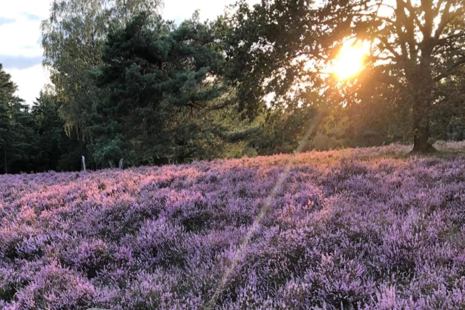 Waldsuite-Gebiete Sommer 20 km
