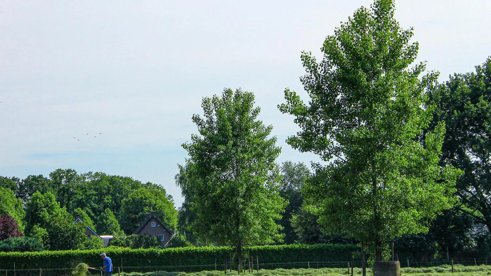 Het Bunt-Areas summer 1km