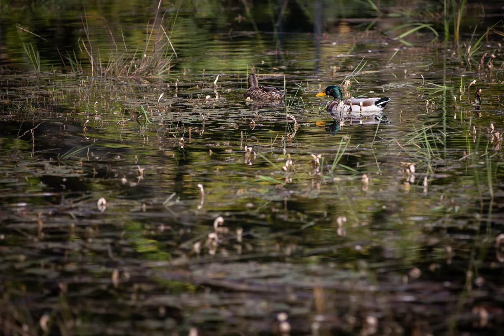 Cabane The Early Birds-Ambiente
