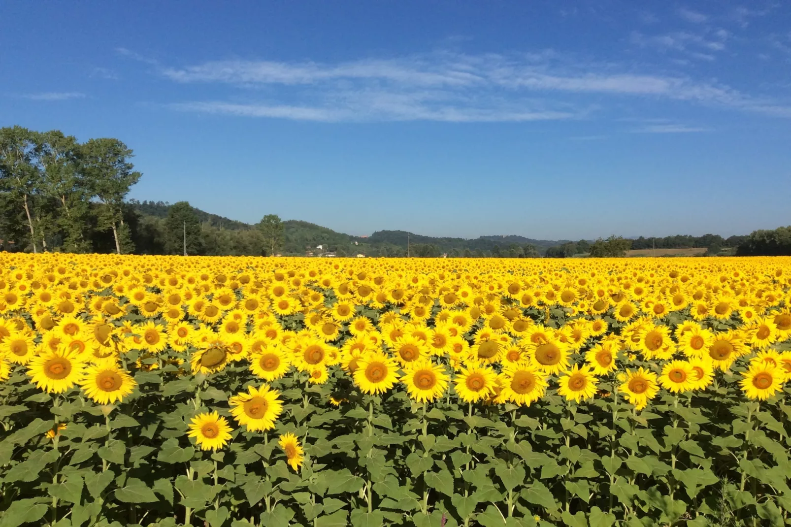Giotto-Gebiete Sommer 5 km