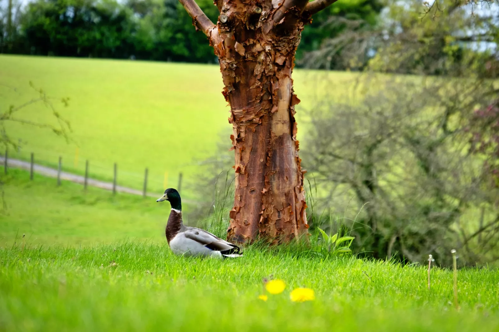 Hay and Hedgerow Glamping-Gardens summer