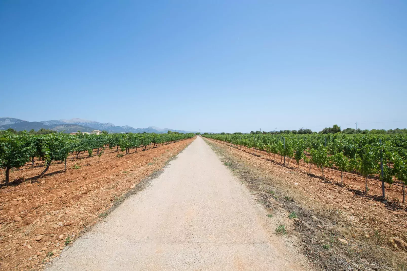 Ca'n Canastro-Areas summer 1km