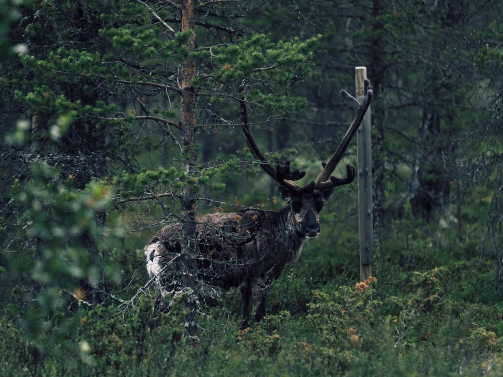 Tännäskröket Renstråket-Draußen
