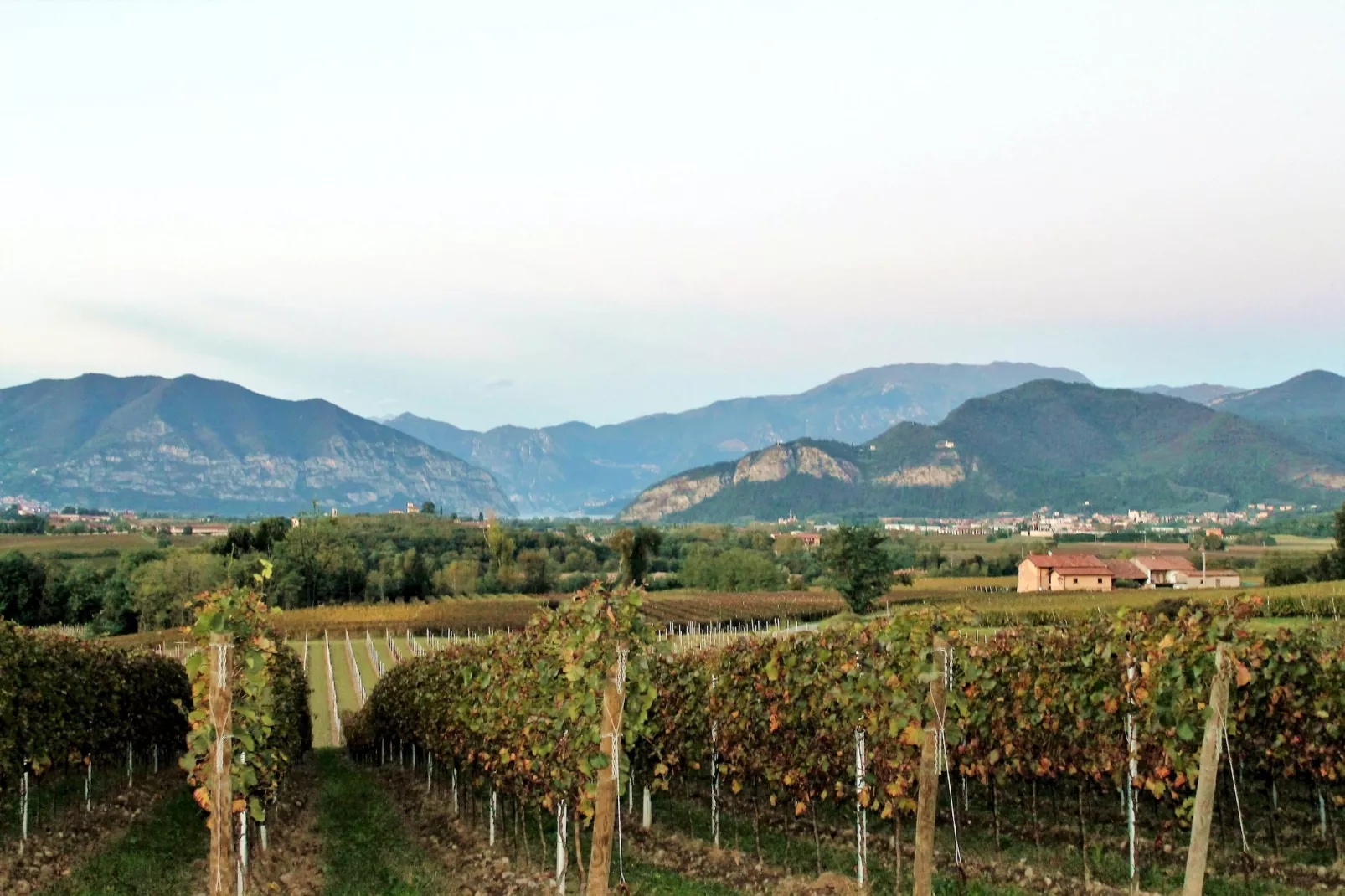 Pinot Bianco-Areas summer 1km