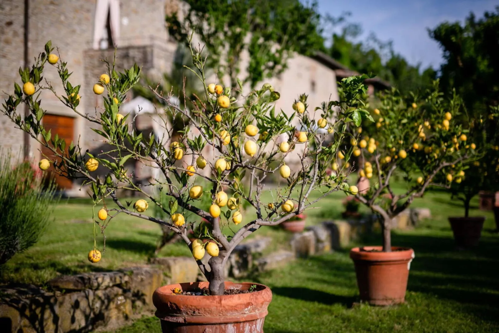 Villa il Gelso-Atmosphere