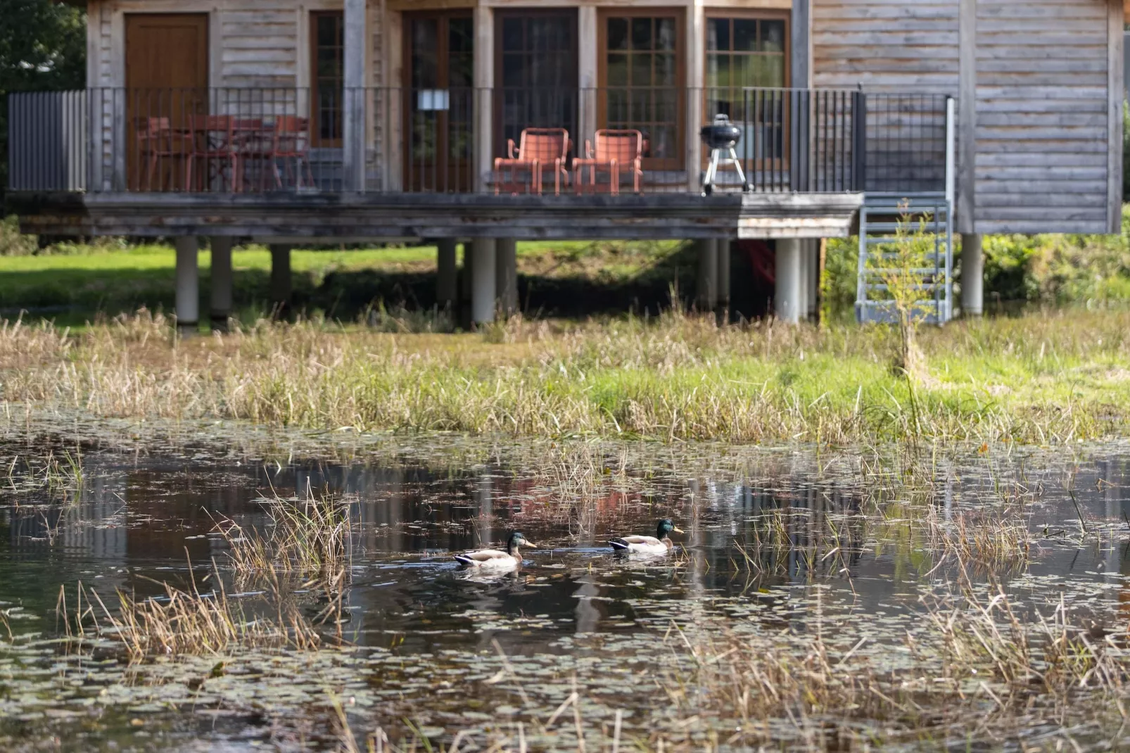 Cabane The Early Birds-Ambiente