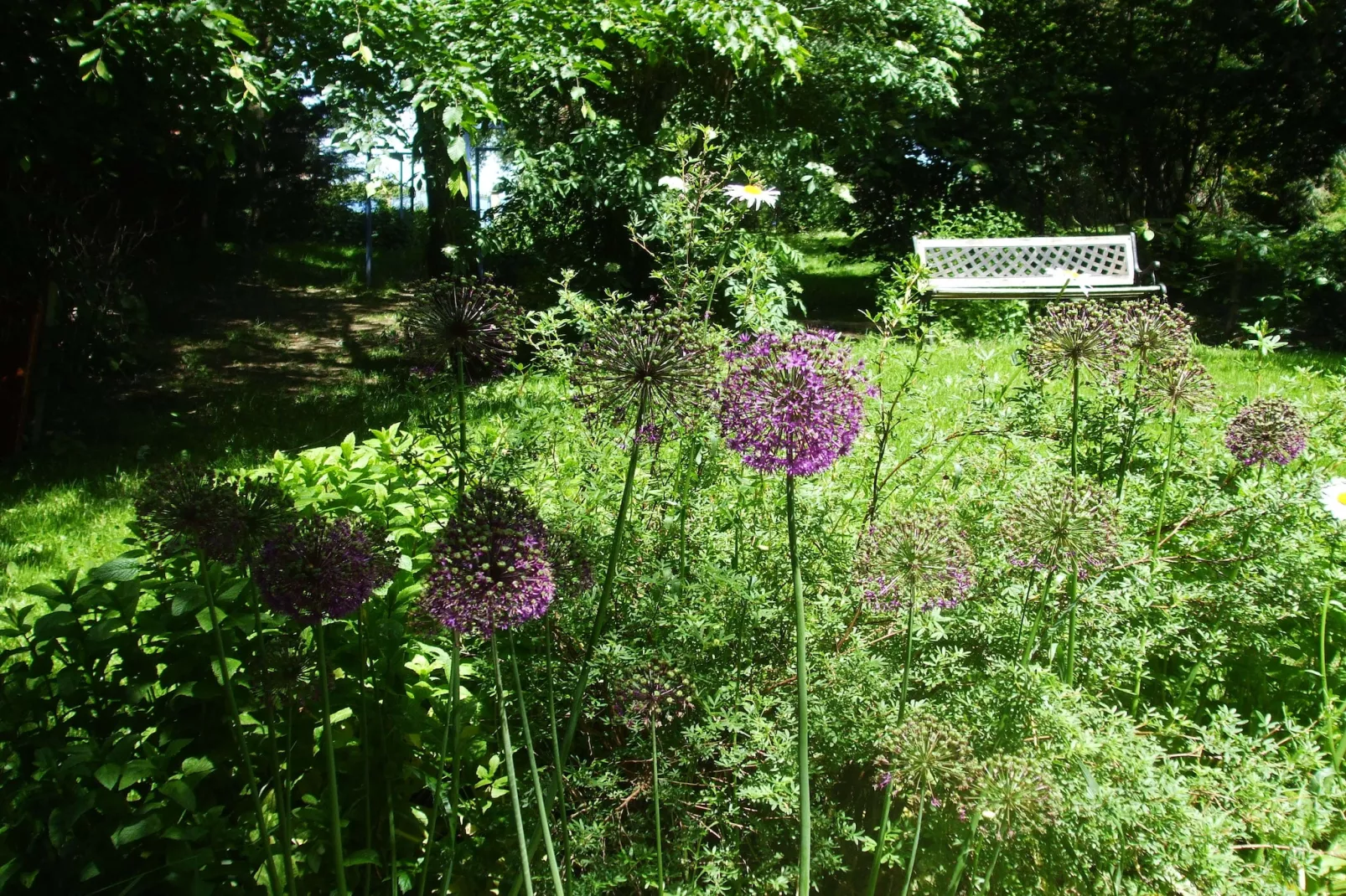 Le Dauphin bleu-Gardens summer