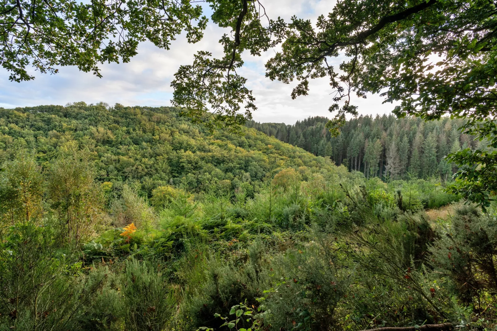 Forest Park Lodge-Gärten Sommer