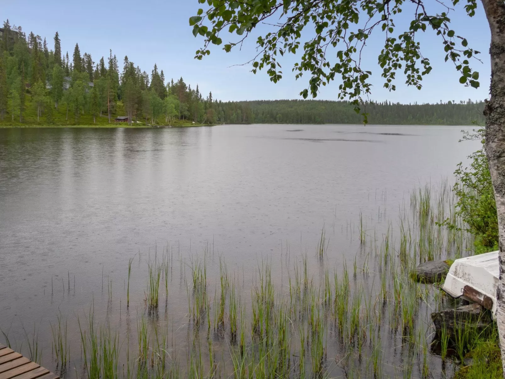 Muuttohaukka-Outside