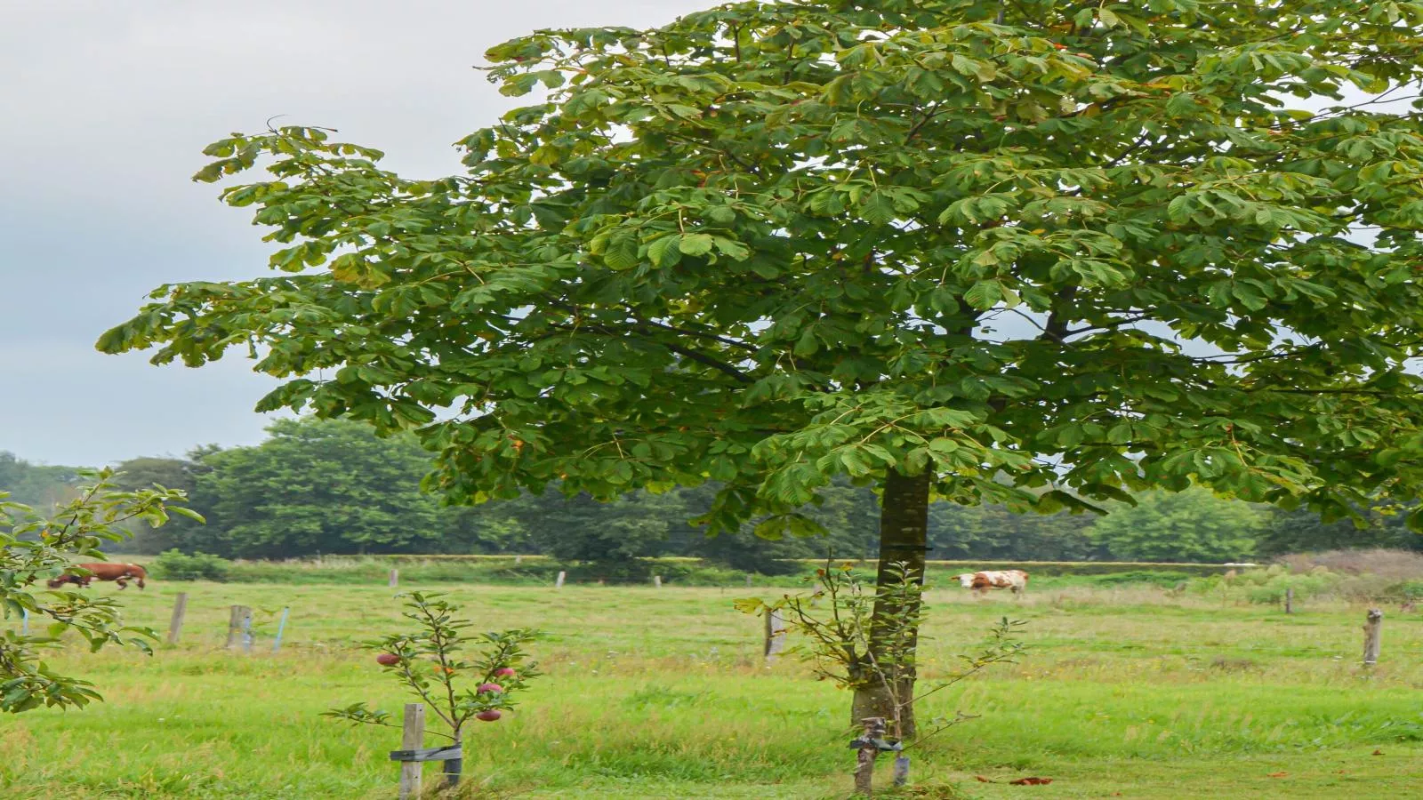 Uilenhof-Aussicht Sommer