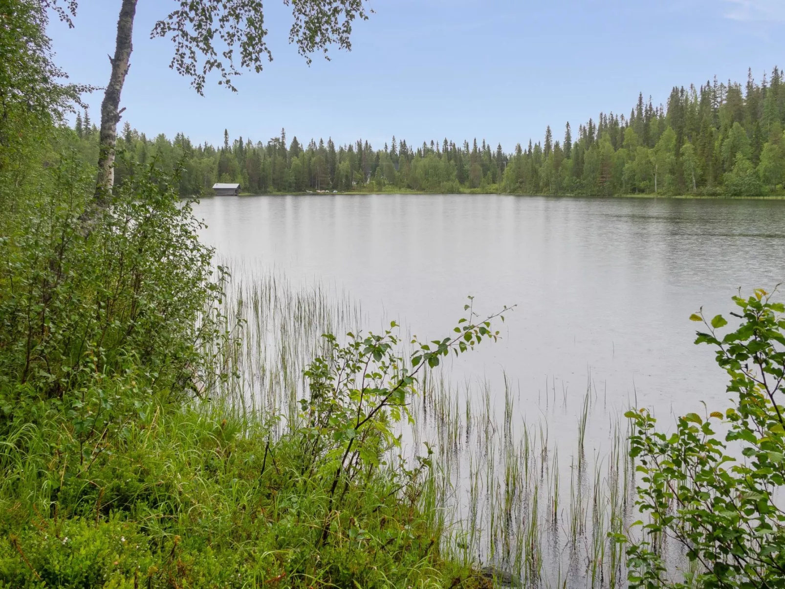 Muuttohaukka-Outside