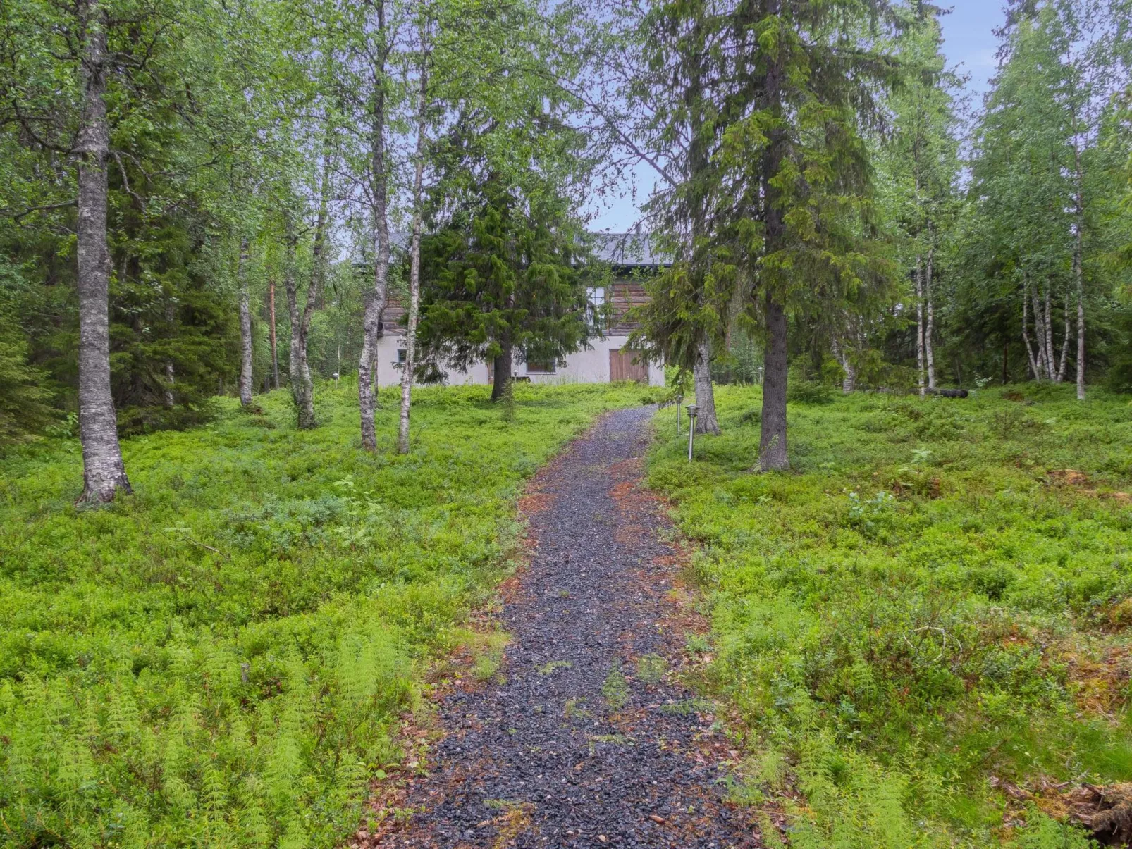 Muuttohaukka-Outside