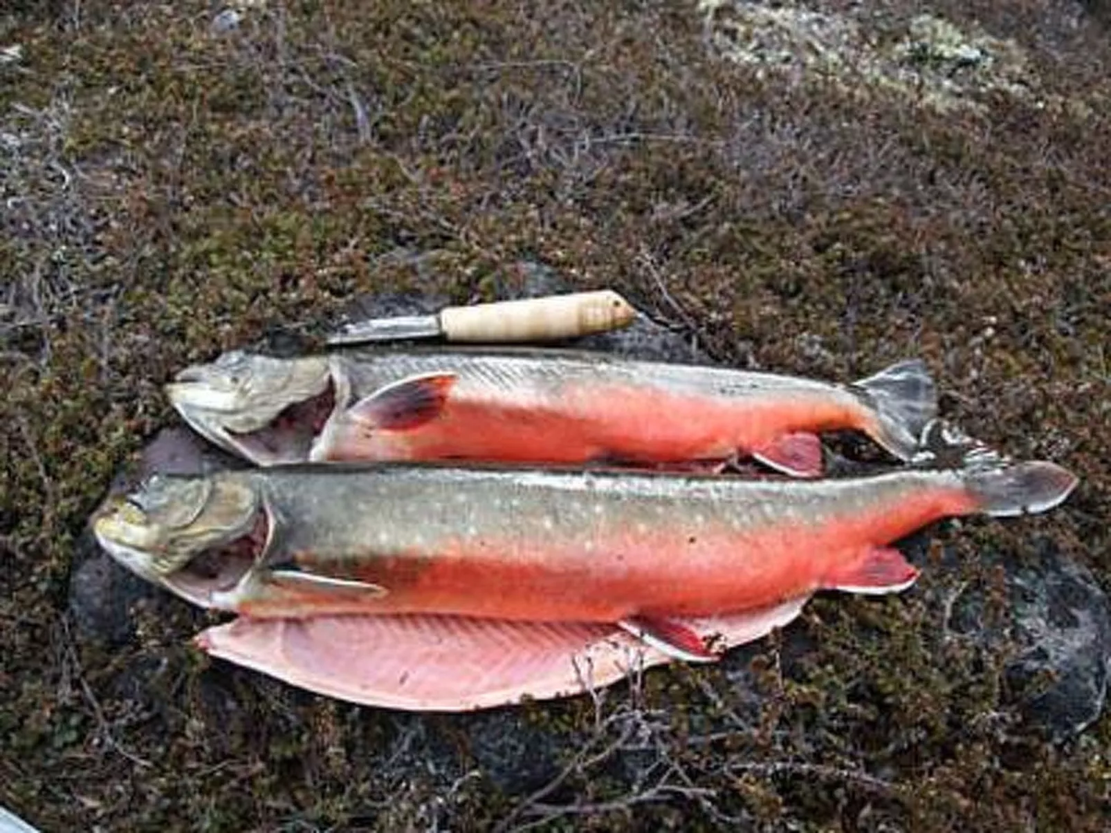 Kuukkelitupa-Drinnen
