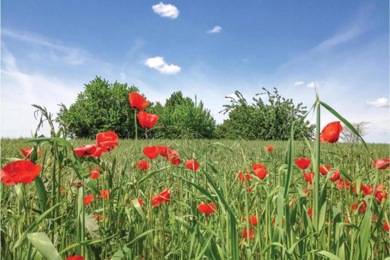 Casa di Lavanda-Gebiete Sommer 20 km
