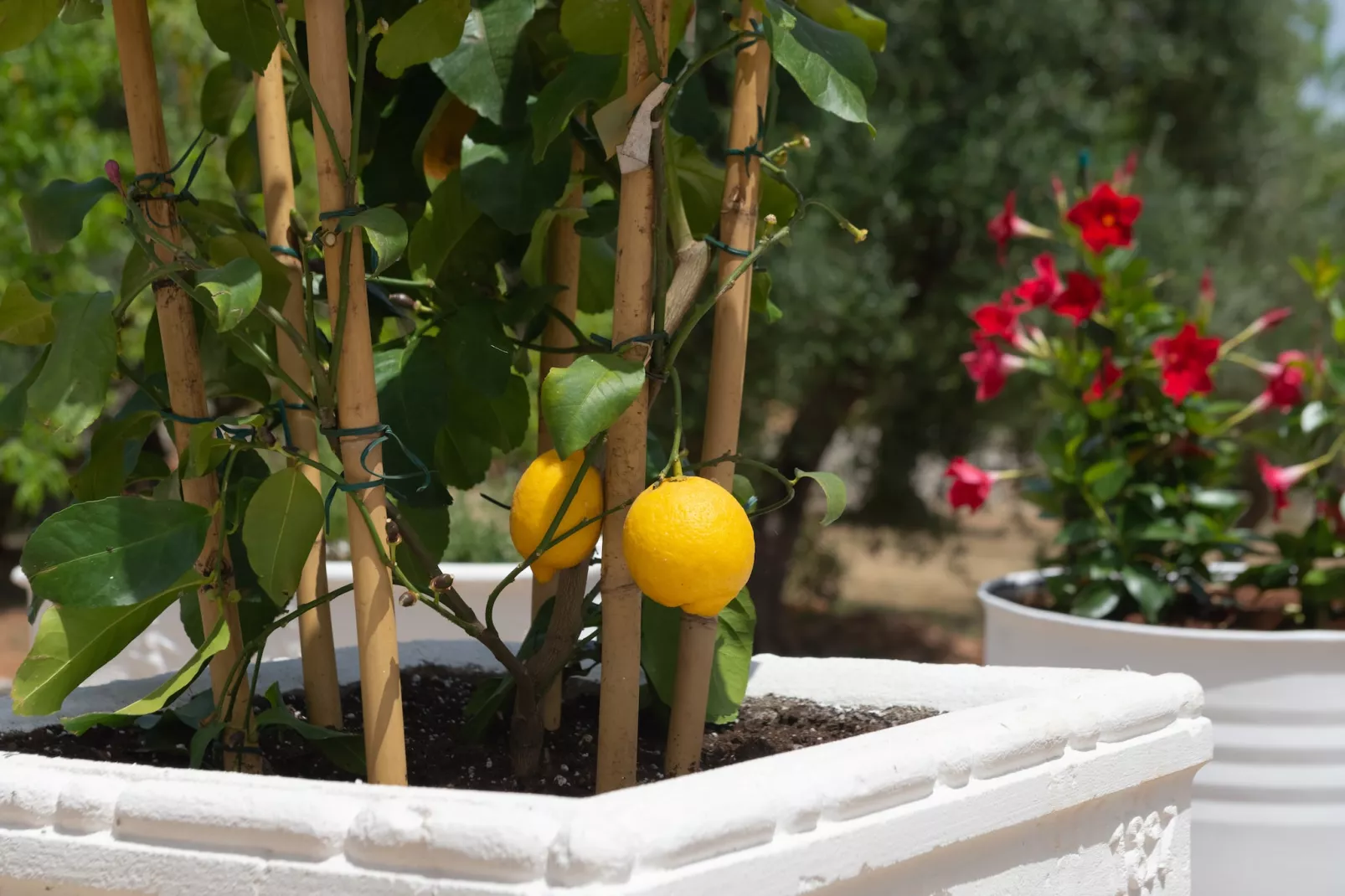 Lamia Papo in Ostuni-Gärten Sommer