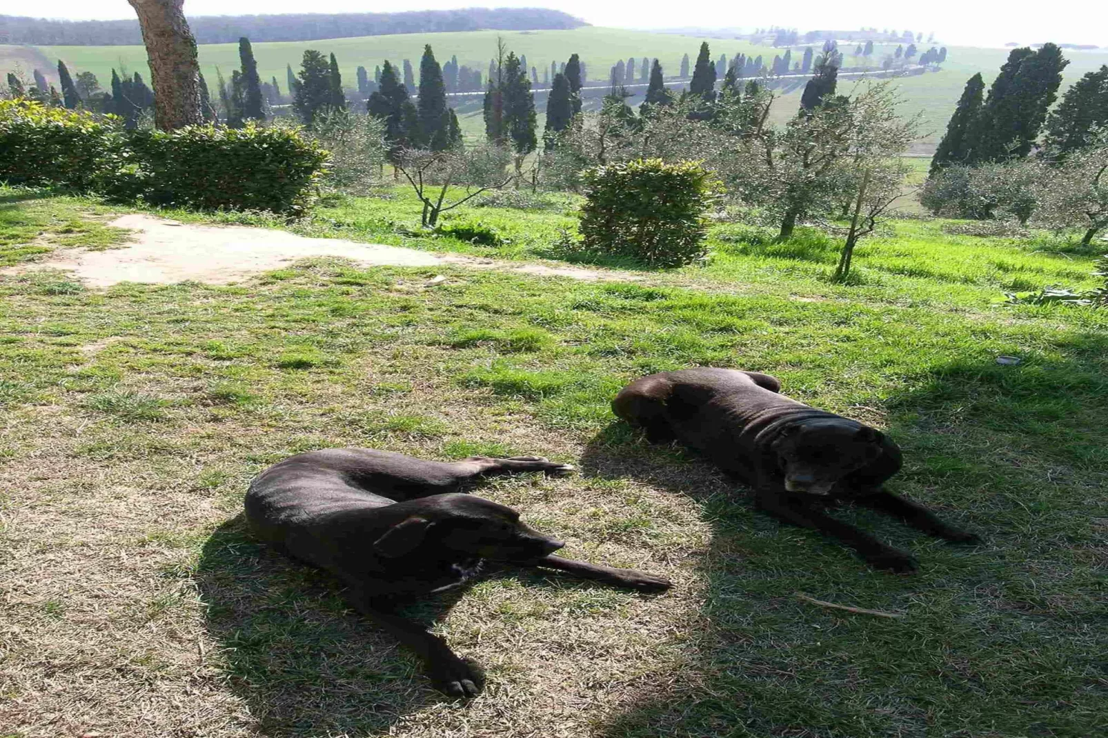 La Ginestra-Atmosphere