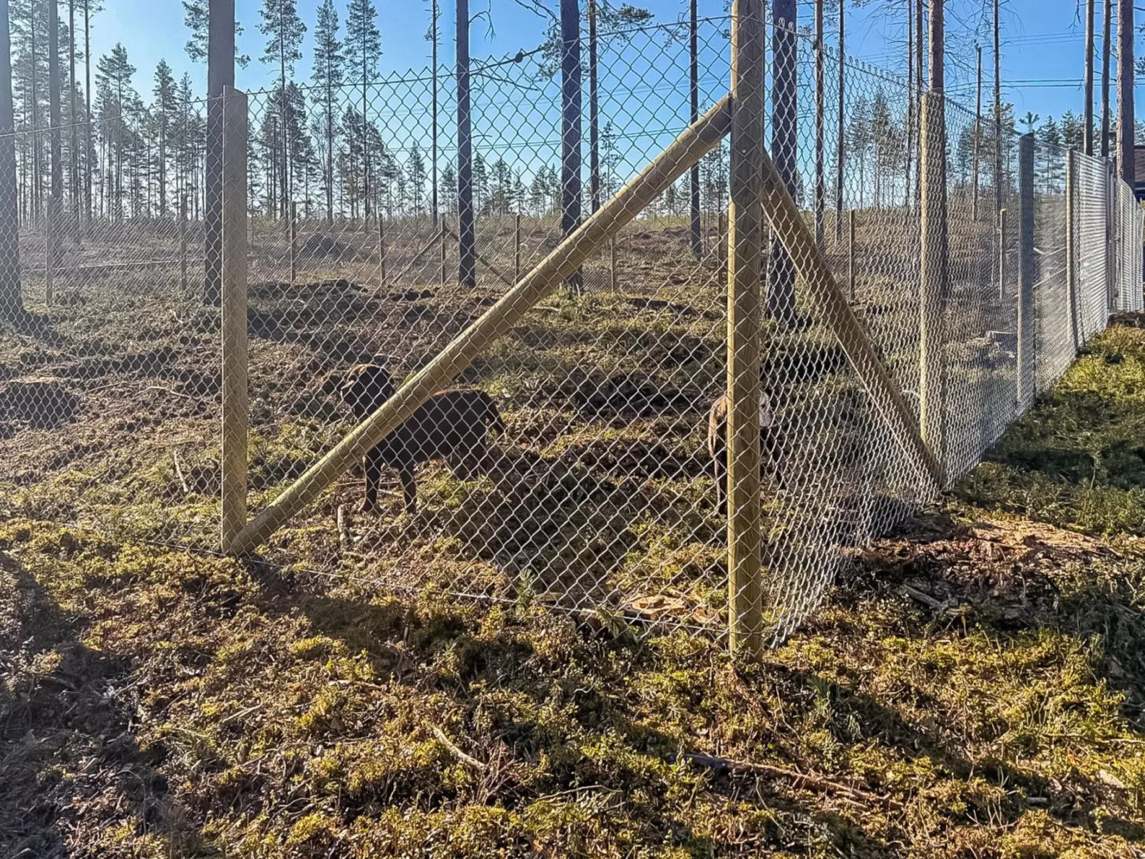 Mäntylahti-Drinnen