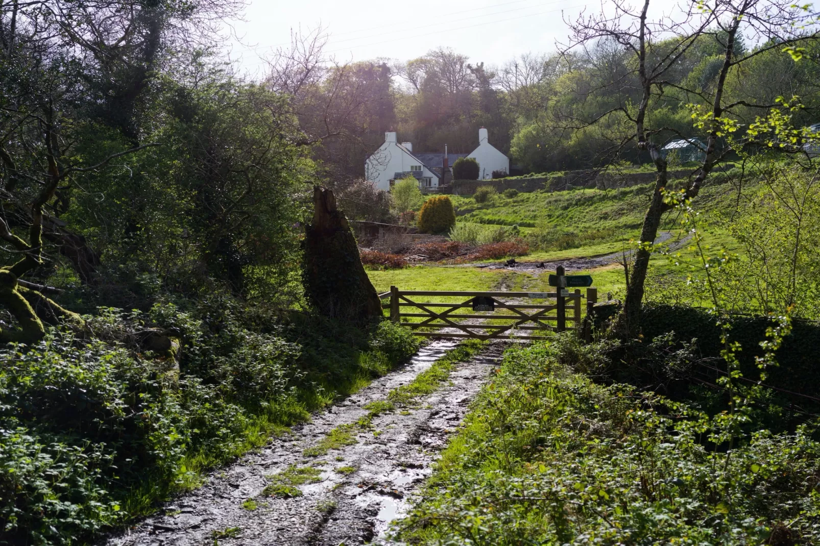 Lower Aylescott Farmhouse-Gardens summer