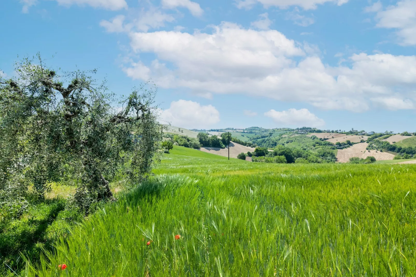 Il Pruno-Gebiete Sommer 5 km