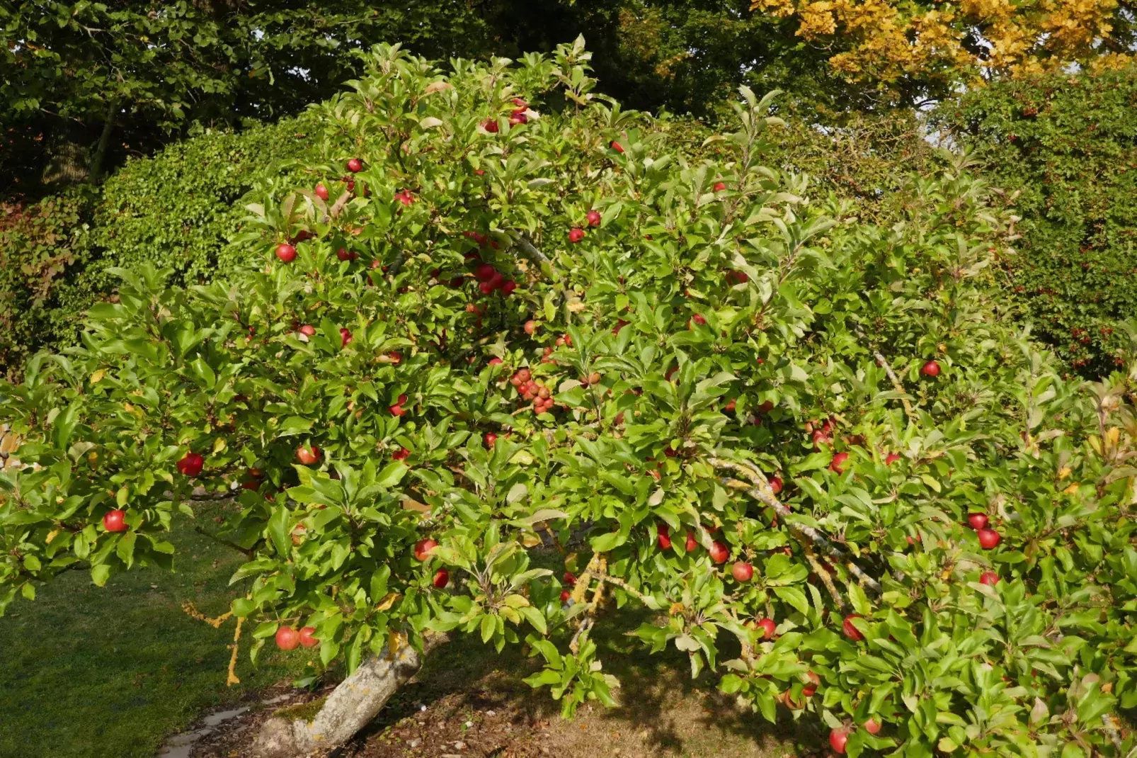 FH Sturmfrei-Gardens summer