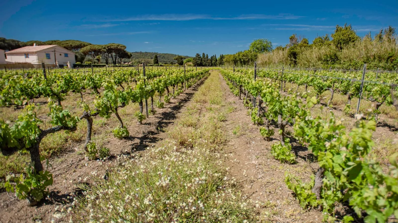 Les Romarins-Areas summer 1km