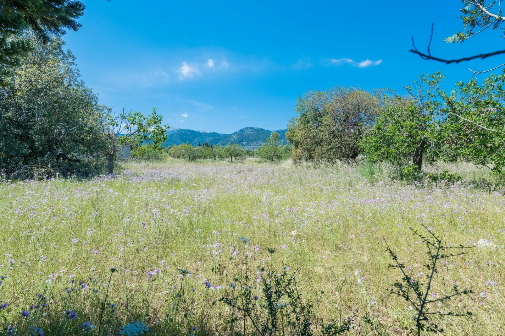 Ca Na Sioneta-Areas summer 5km