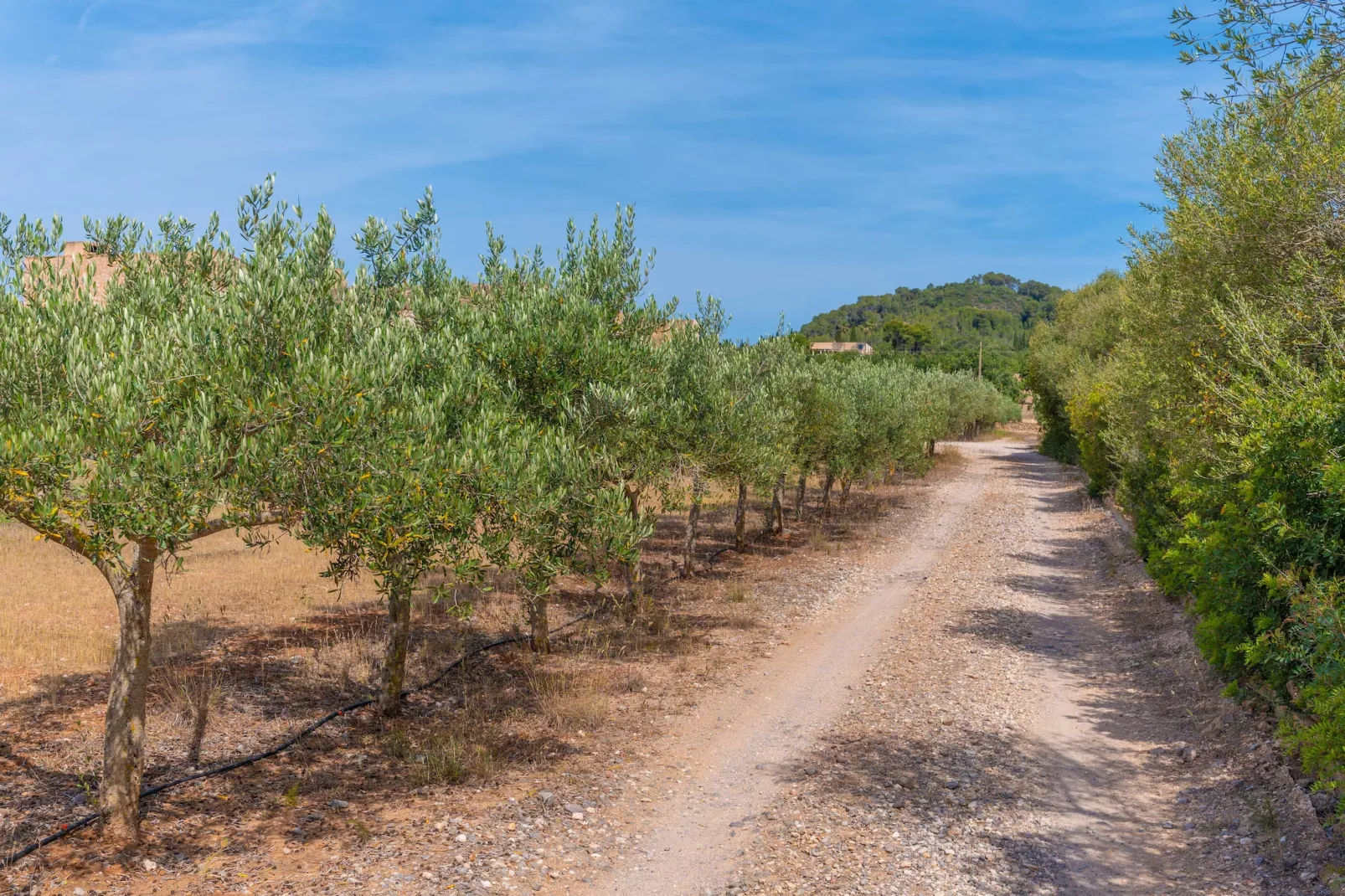 Son Floriana-Gebiete Sommer 5 km
