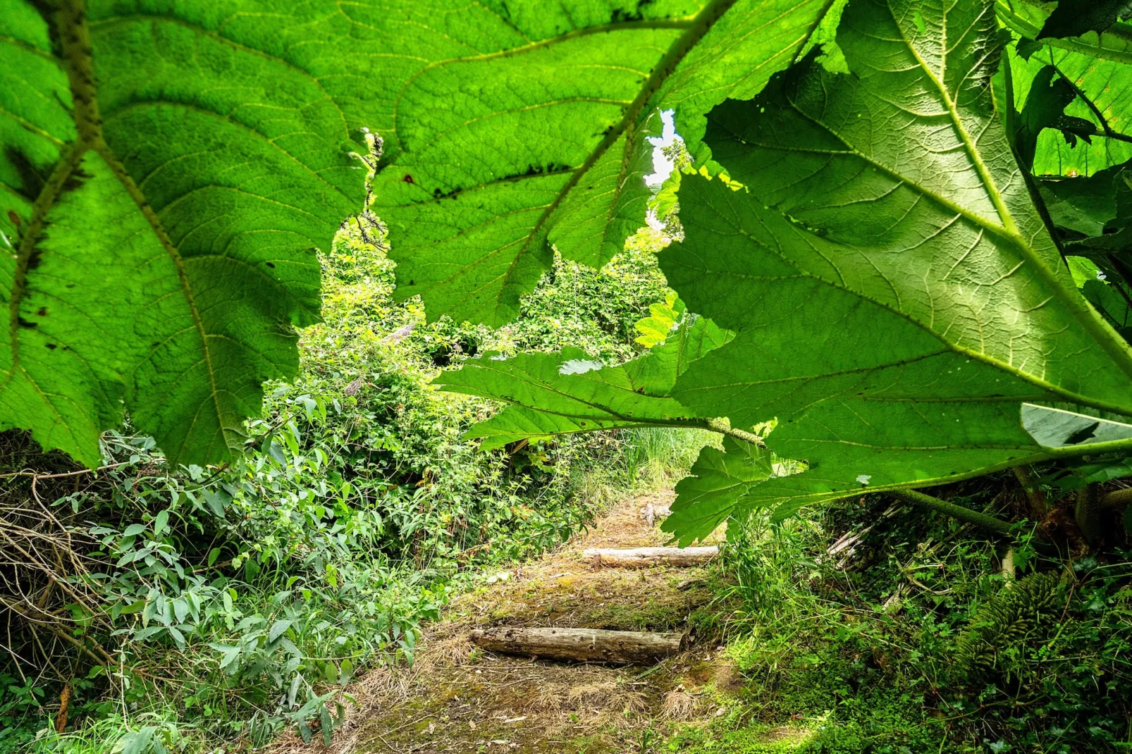 Tregatreath-Outdoor