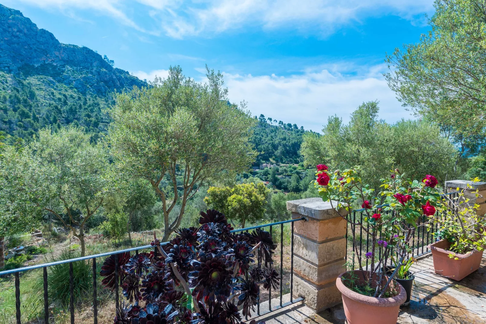 Sa Tarongera-View summer