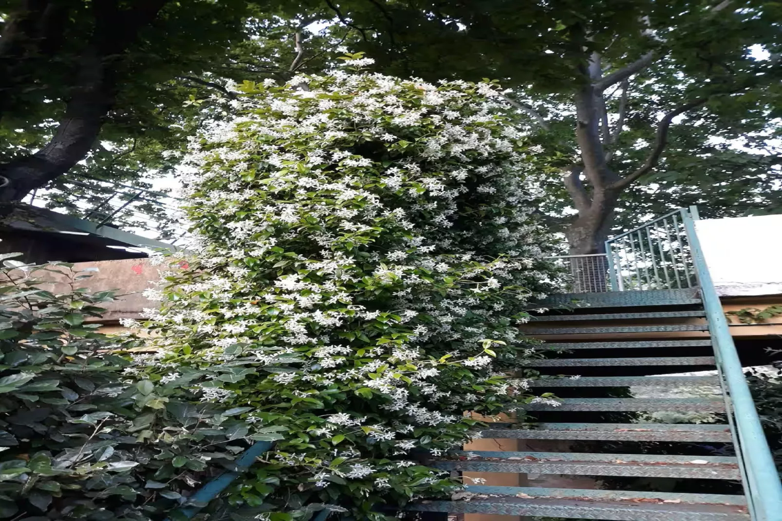 Les Cousinades-Gardens summer