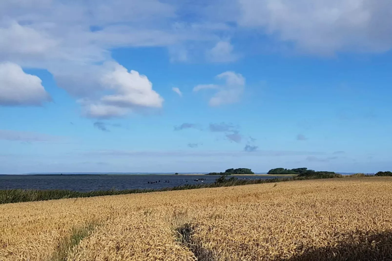 Maison de vacances pour 4 a Bogense-By Traum-Non tagué