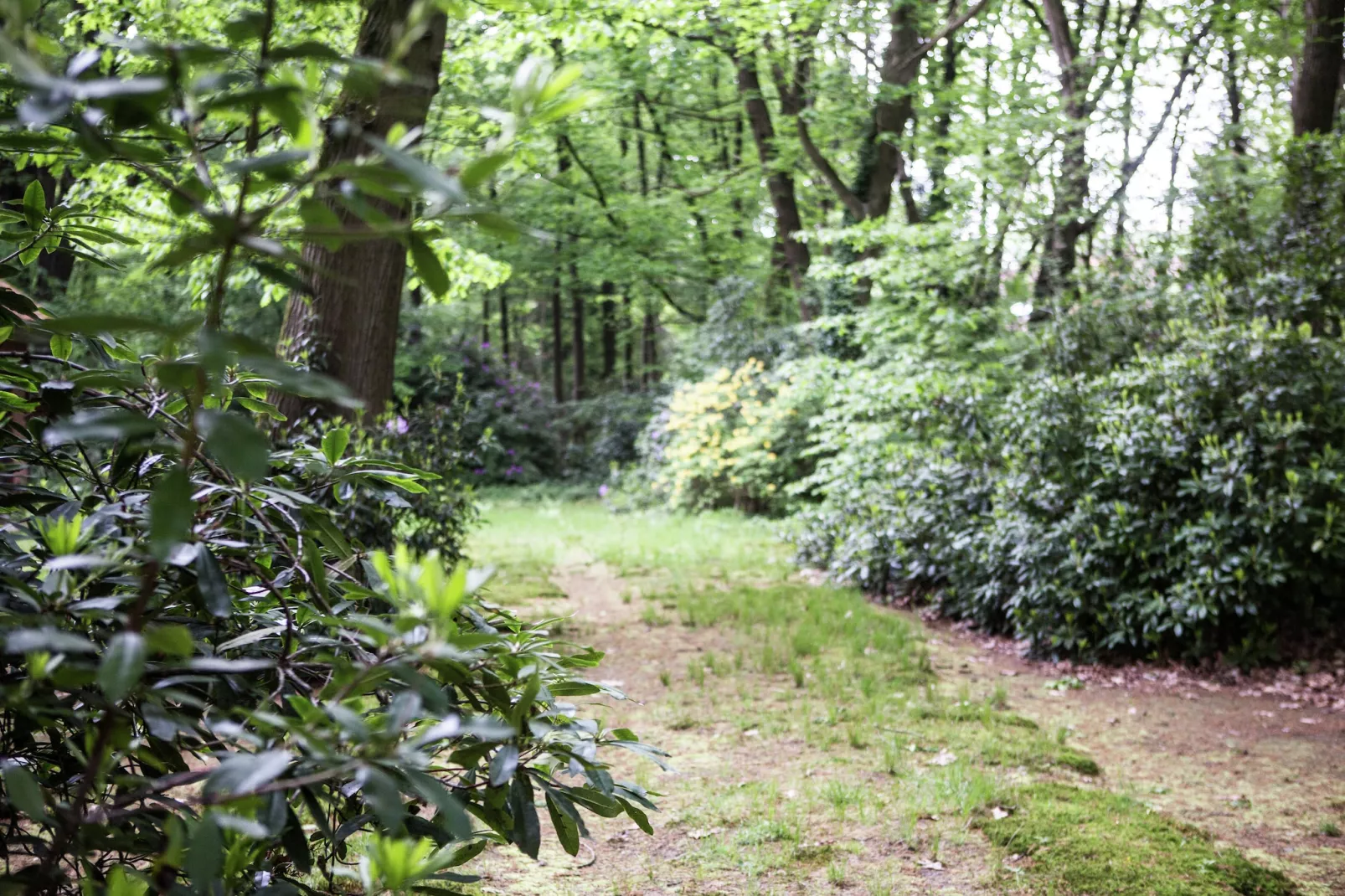 Boskant-Areas within 1km in summer