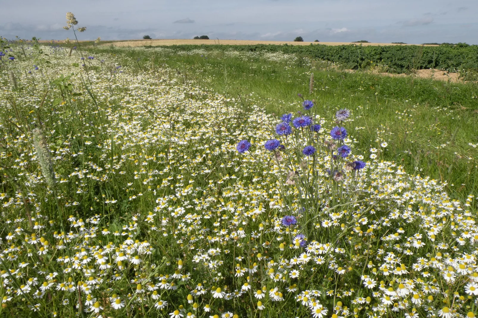La Rose-Gebiete Sommer 1 km