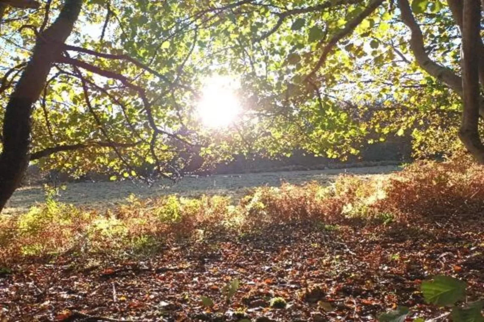 Abri Vert-Areas within 20km in summer