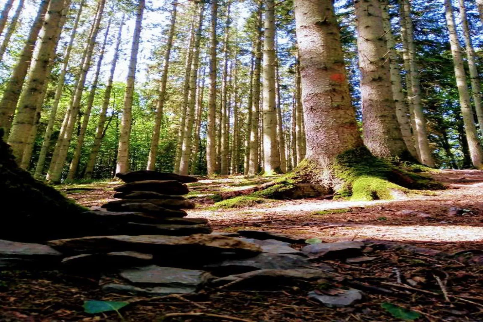 Symon Lodge-Areas within 20km in summer