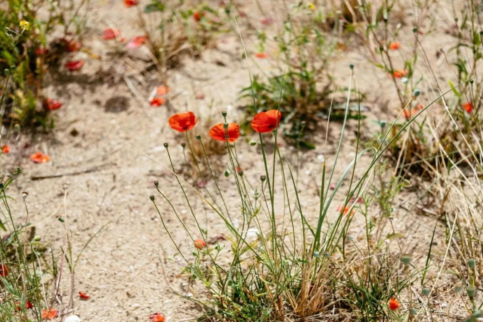 Zilte Rust-Areas within 20km in summer