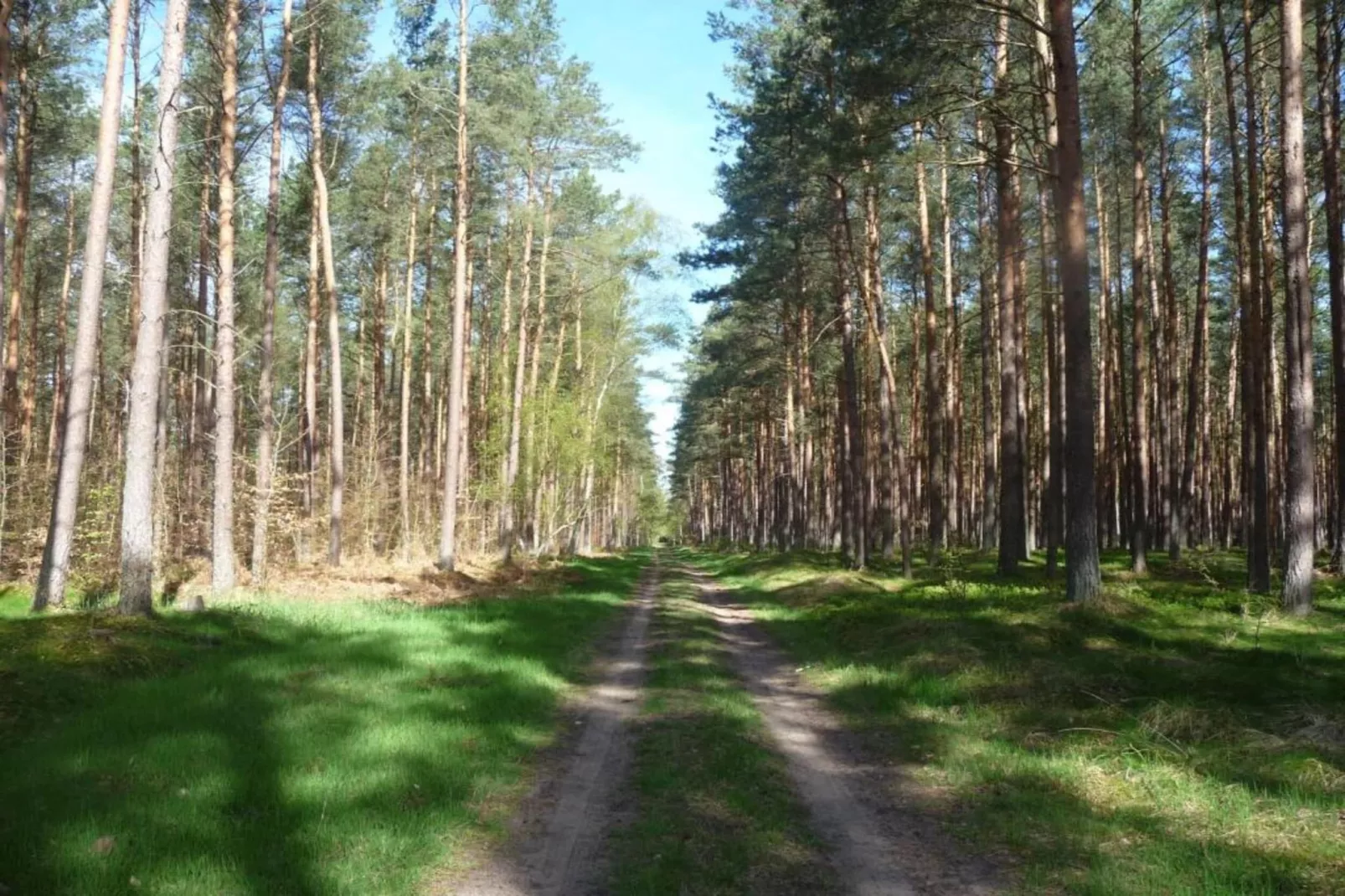 Kobaltblume-Areas within 20km in summer