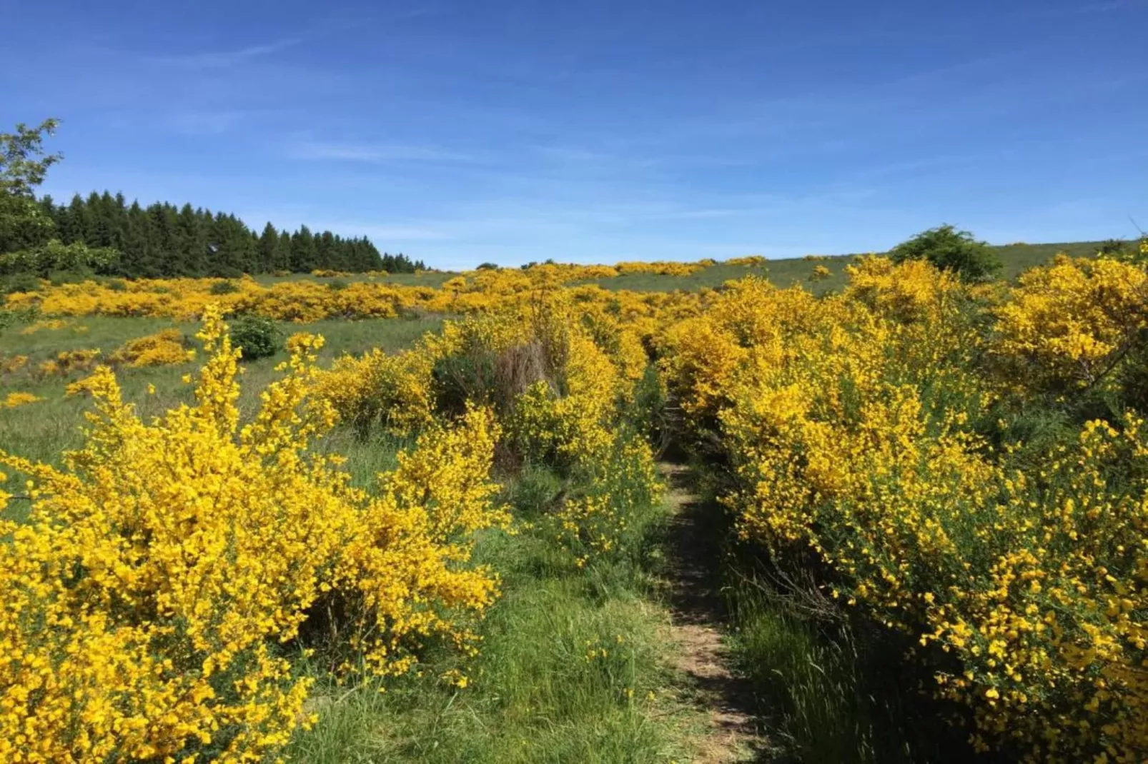 Morsbacher Hof III-Gebiete Sommer 20 km