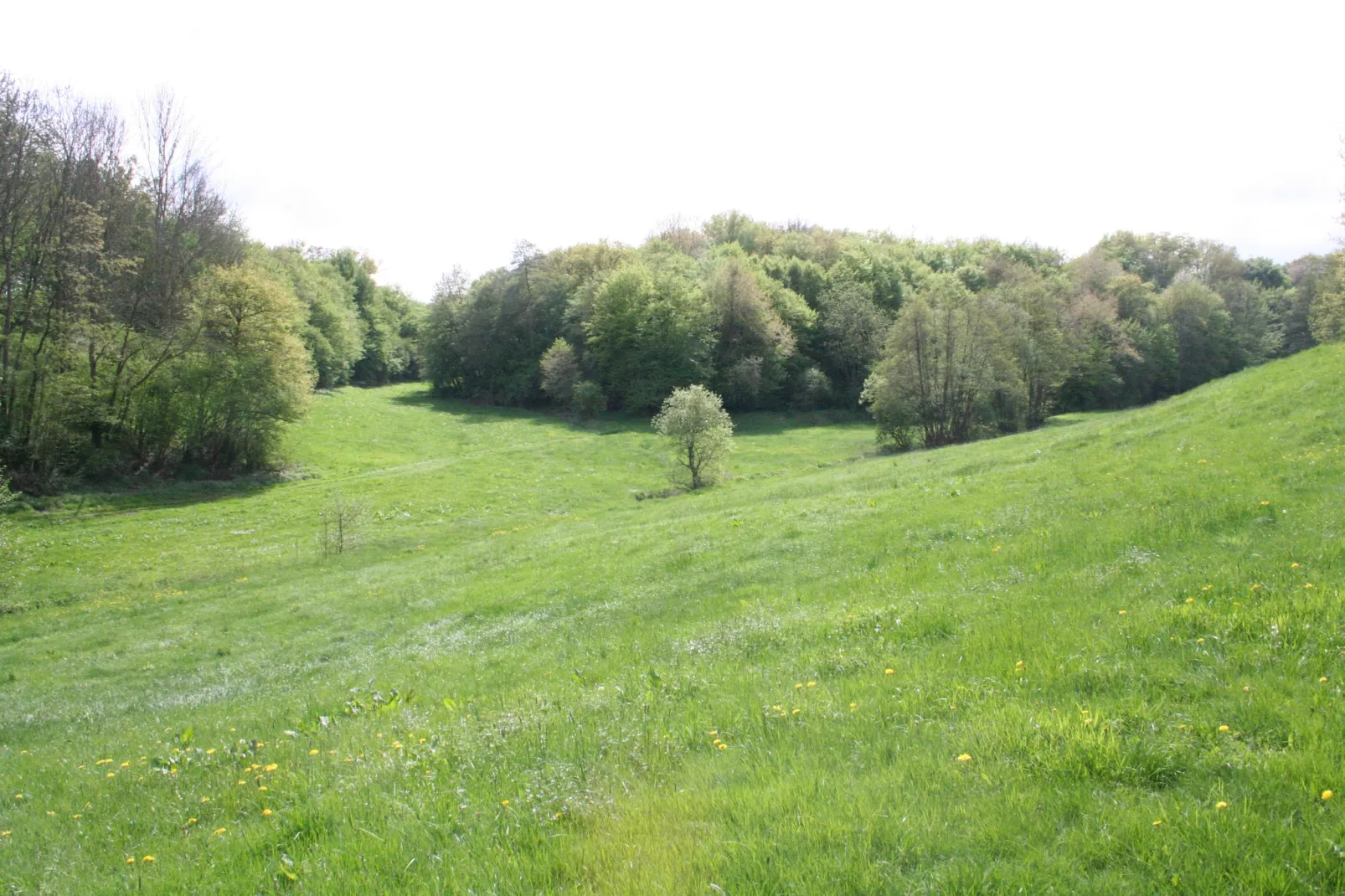 Kaifenheimer Mühle 2-Areas within 1km in summer