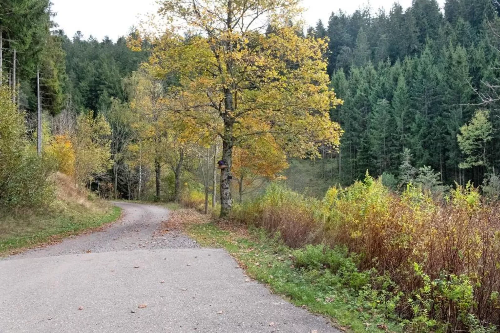 Schwarzwald-Gebiete Sommer 20 km