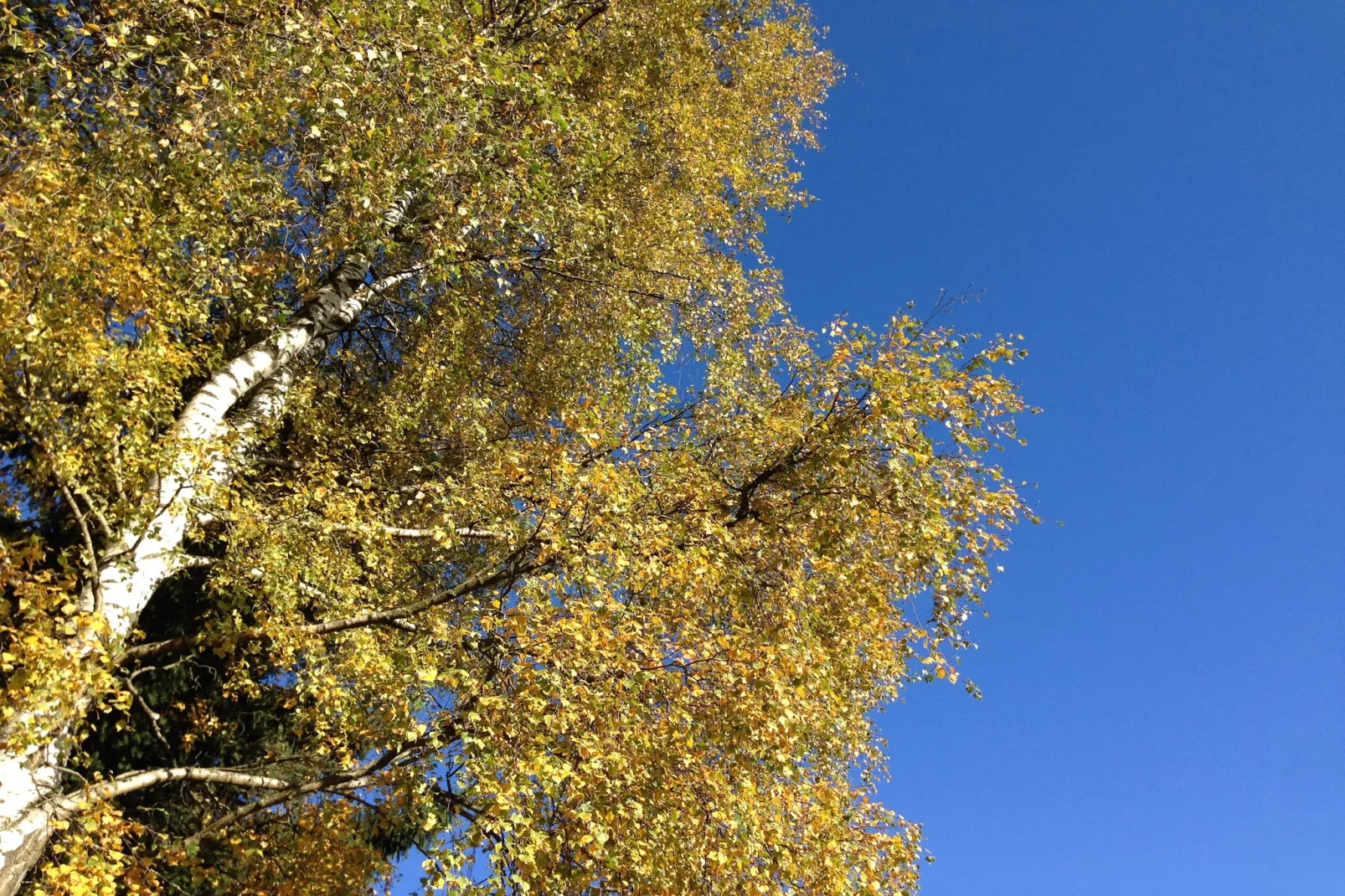 Morgensonne-Areas within 5km in summer