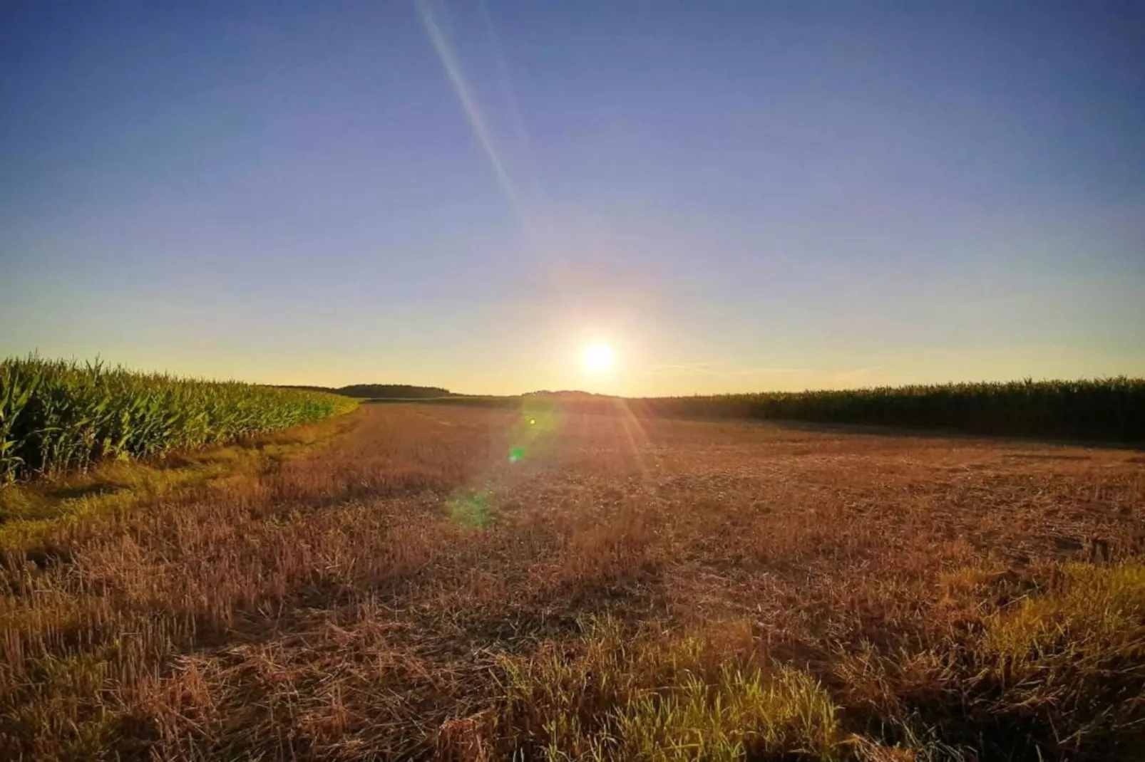 Wildrose-Areas within 20km in summer