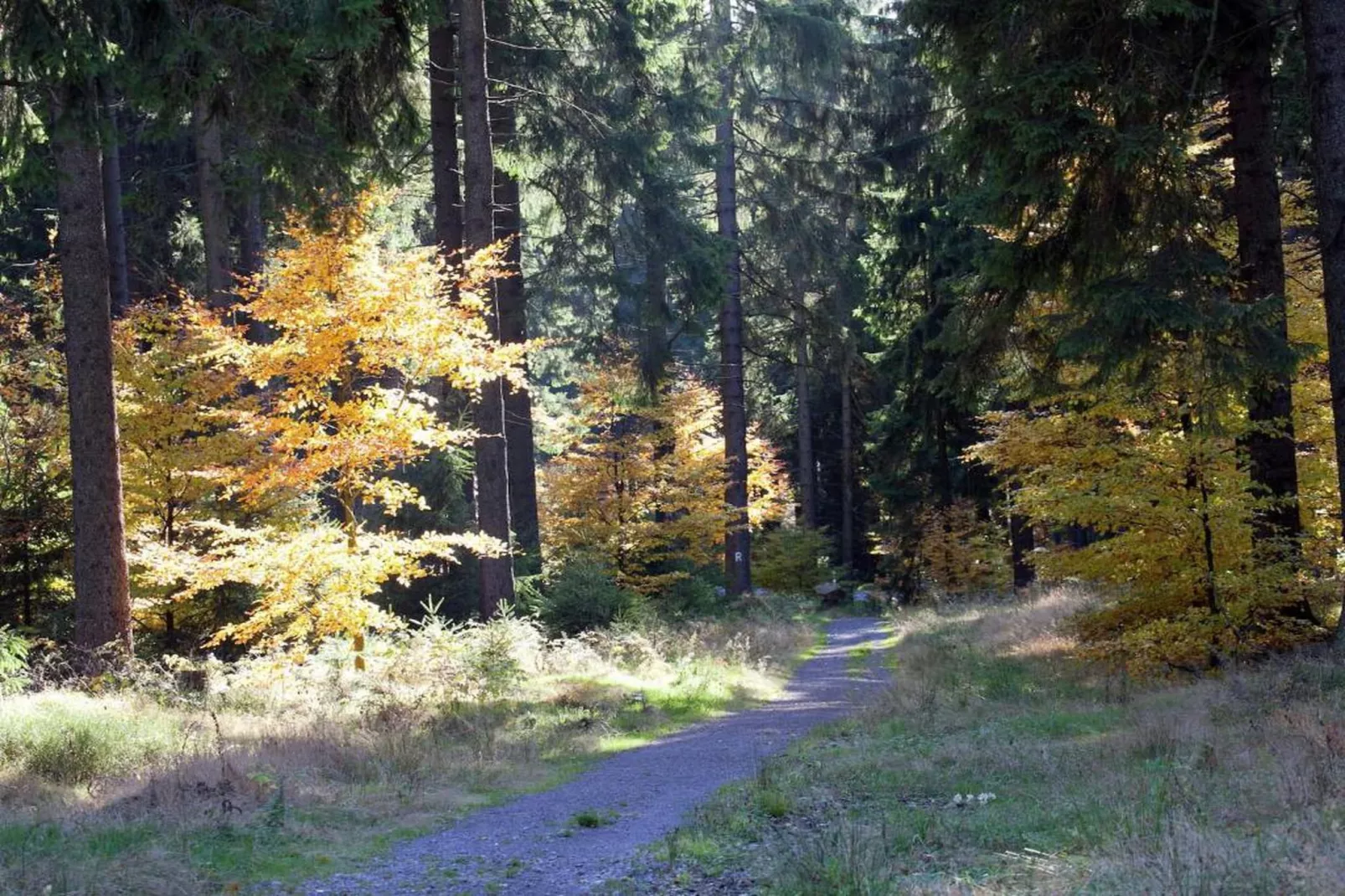 Waldblick-Gebiete Sommer 20 km