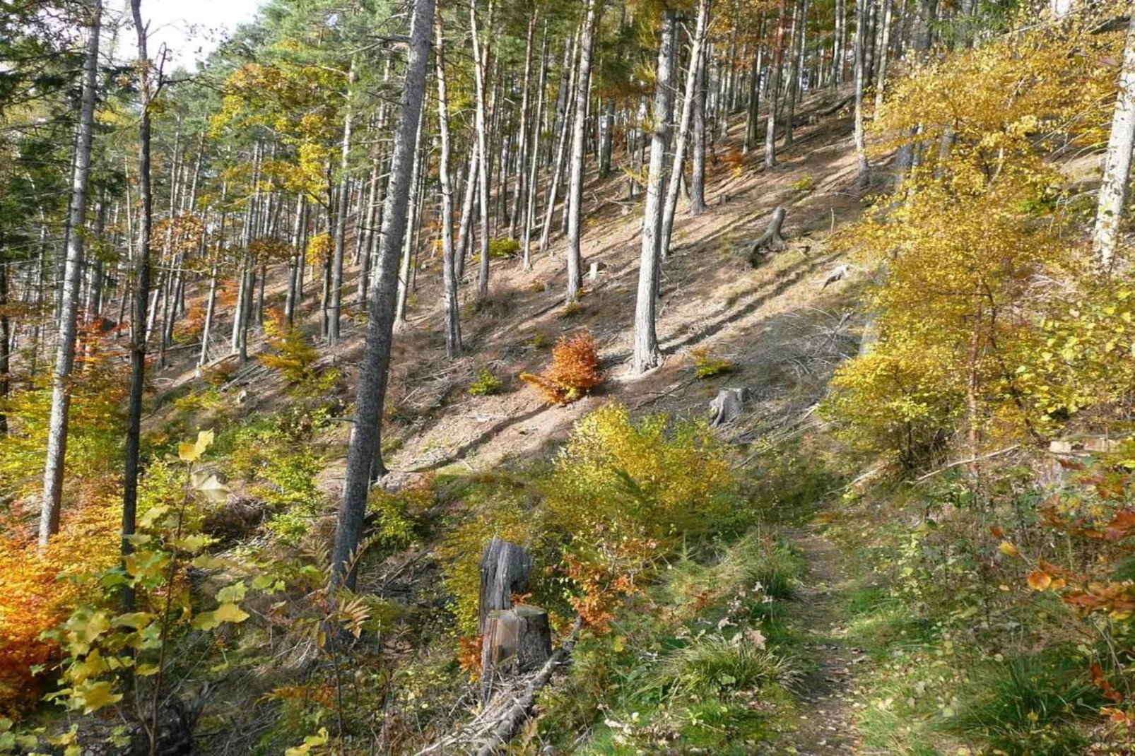 Thüringer Wald-Gebiete Sommer 20 km