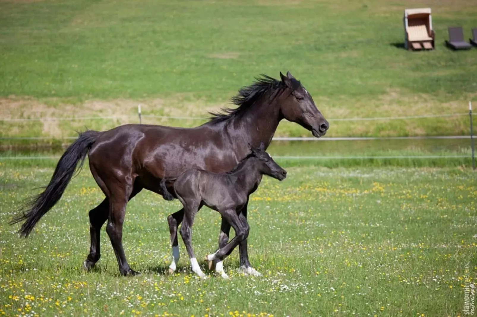 Chalet - 3 Personen-Gebiete Sommer 1 km