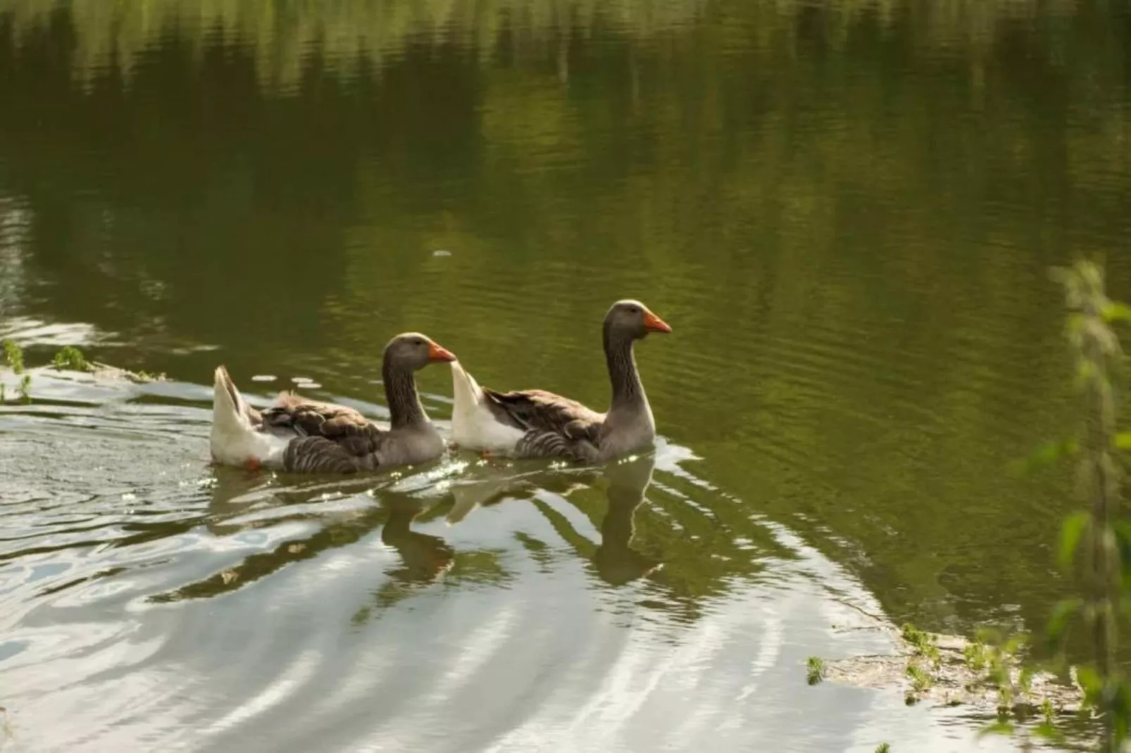 Circaud-Gebiete Sommer 20 km