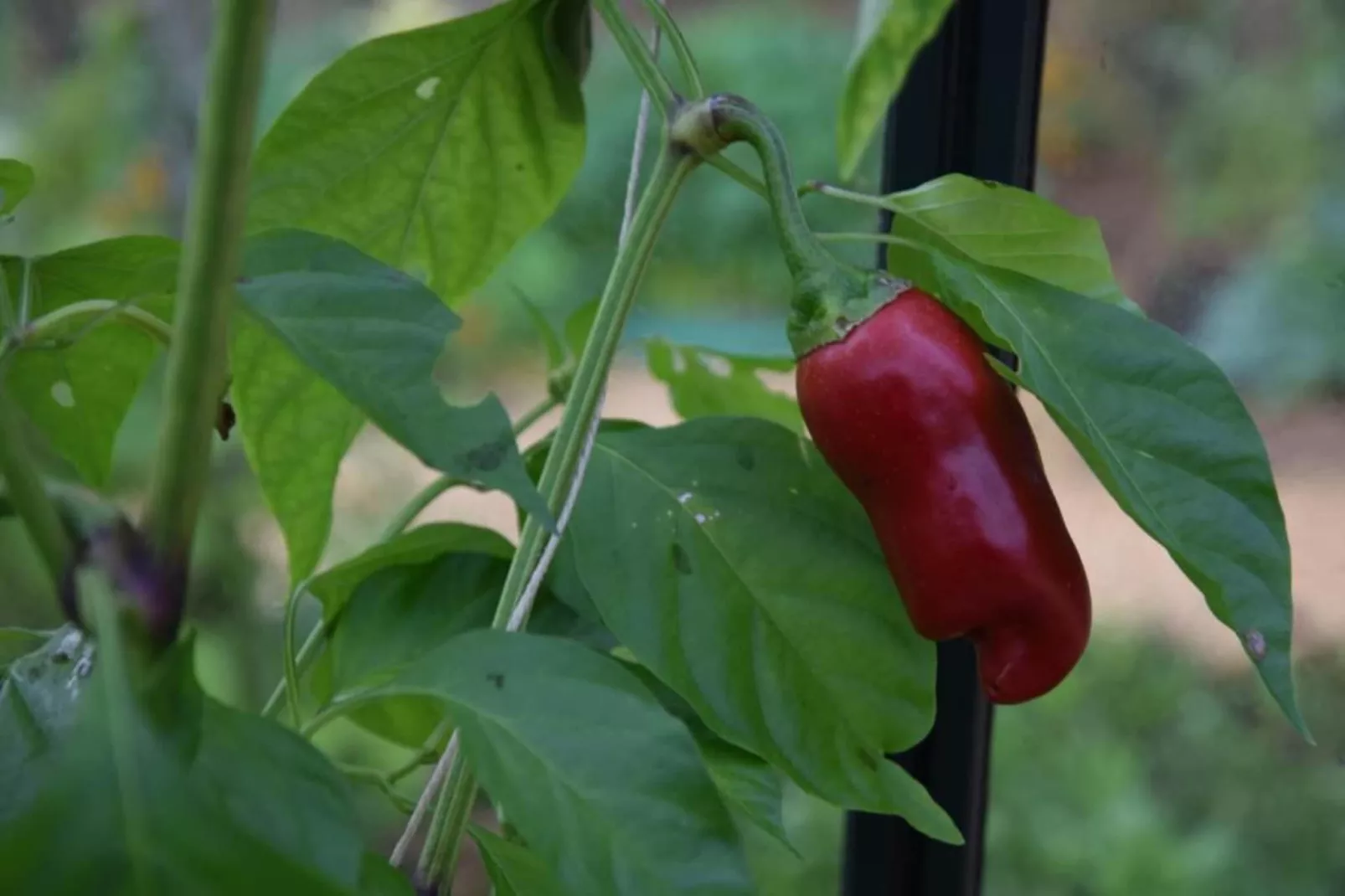 Maison de vacances Besse les Vitarelles 6 p-Areas within 20km in summer