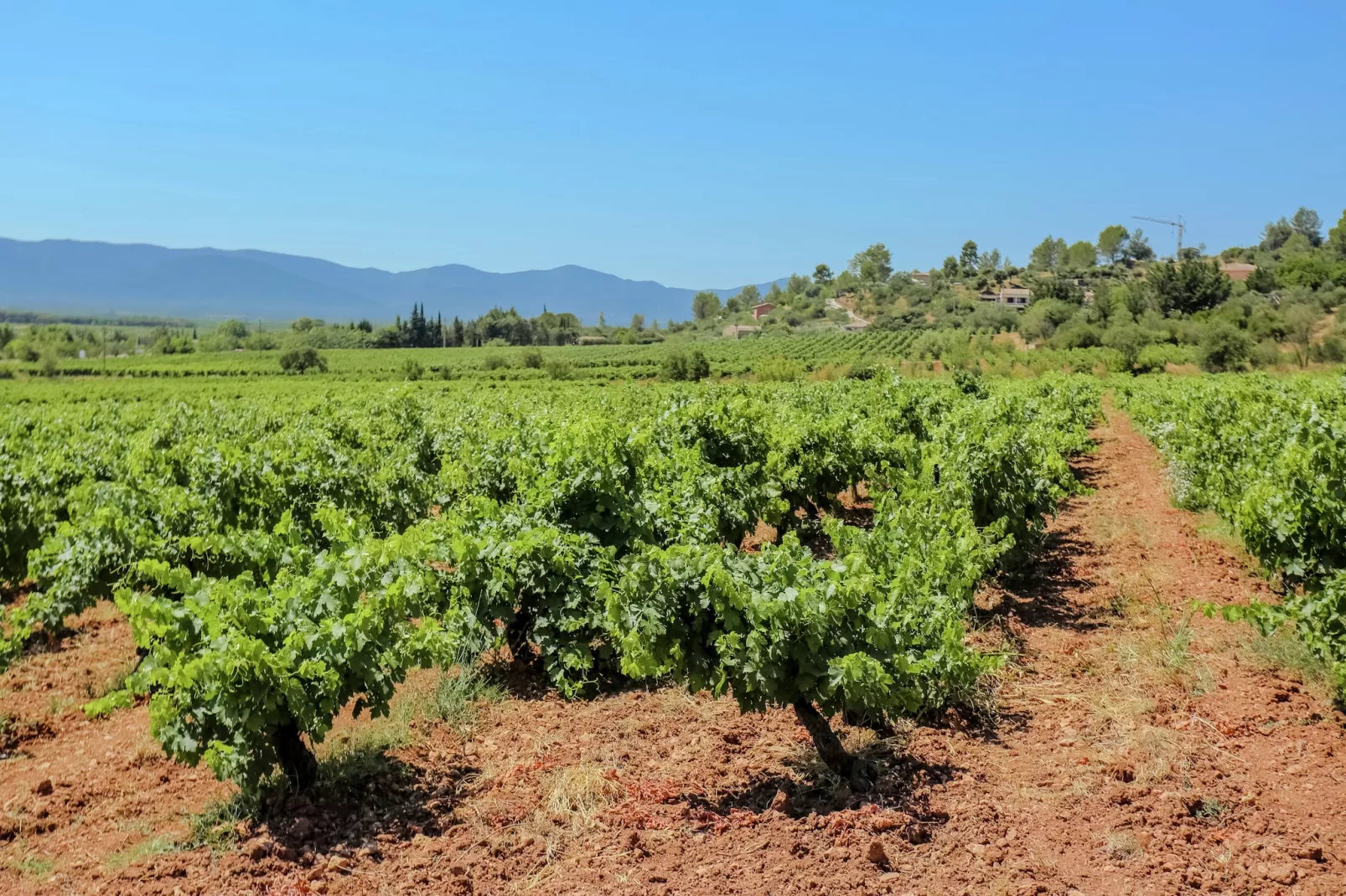 Villa Vida - View in summer