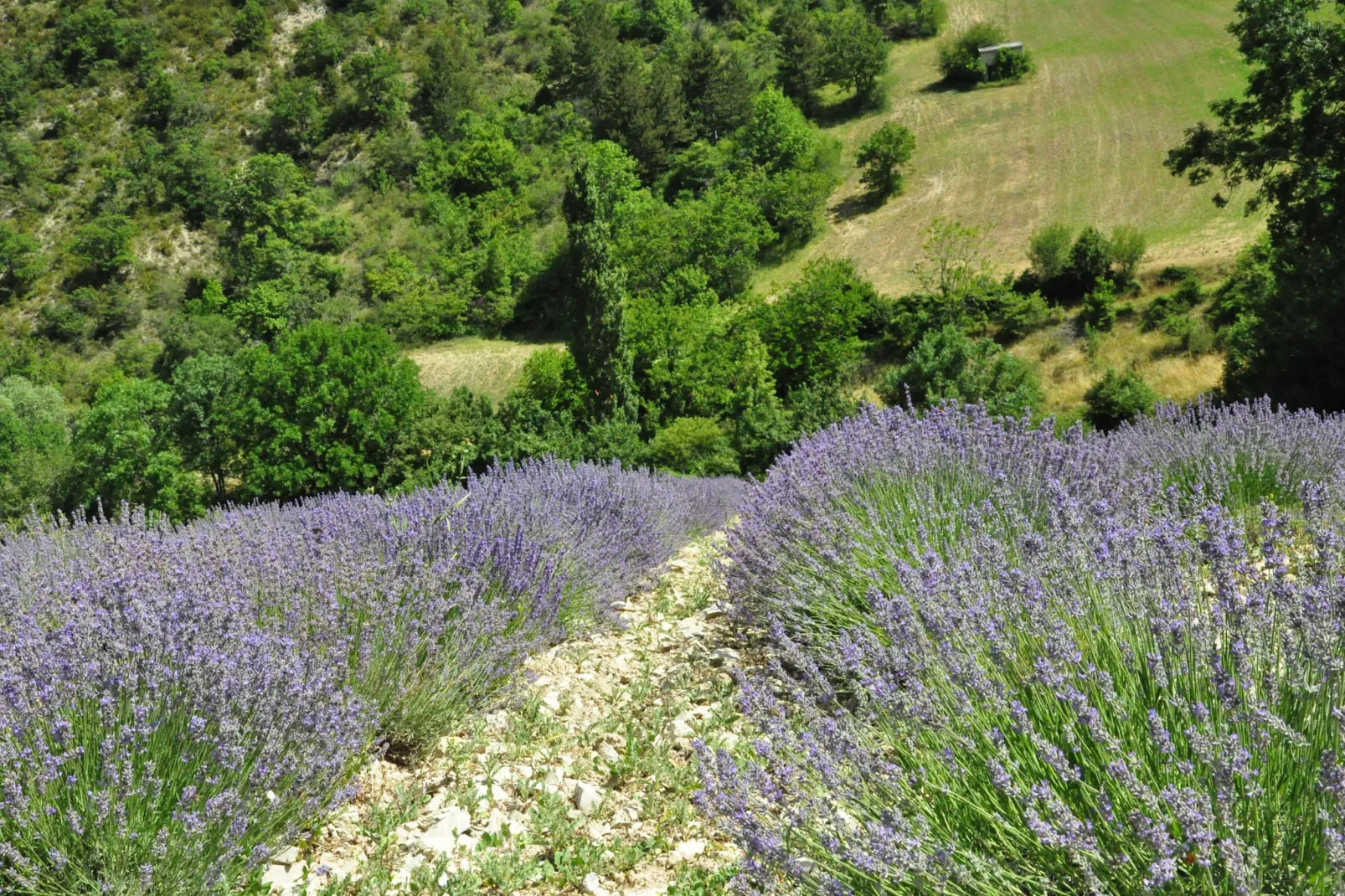 Villa Les Arts-Areas within 1km in summer