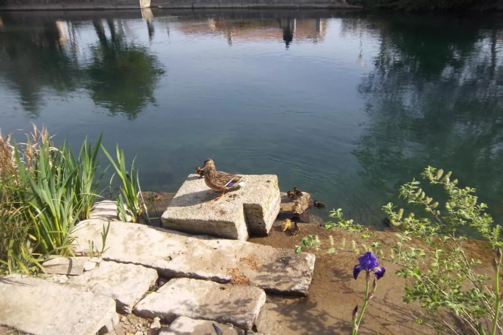 L'oustau de Sorgue 1-Areas within 20km in summer